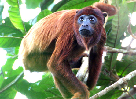 picture of monkey