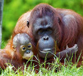 picture of orangatangs