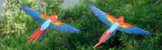 picture of birds